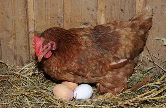 Hen lays an egg