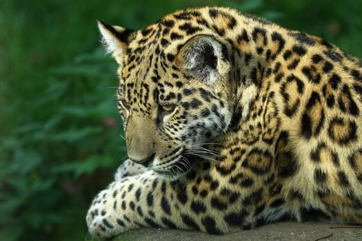 Young Jaguar