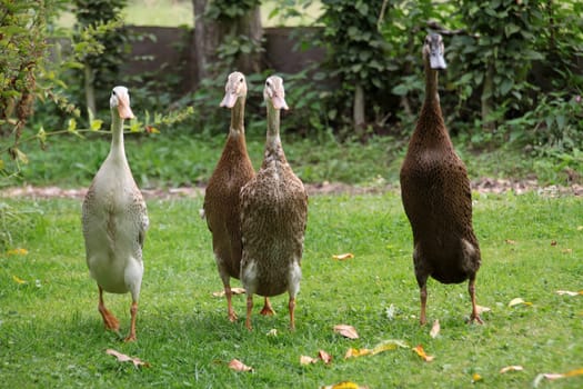 Running ducks