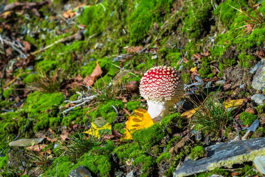 Fly agaric