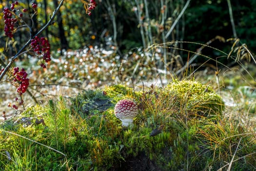 Fly agaric