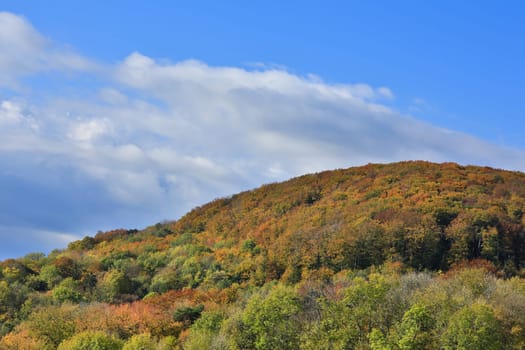 Forest in autumn,landscape in October with blue sky