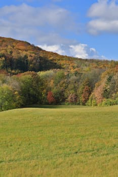 Forest in autumn,landscape in October with blue sky
