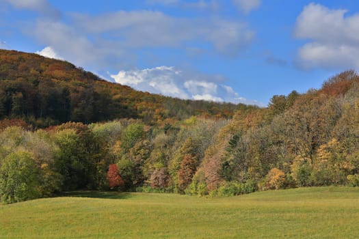 Forest in autumn,landscape in October with blue sky