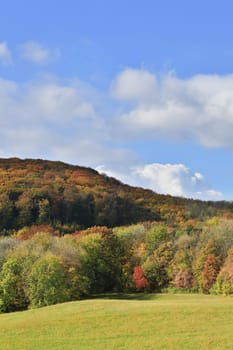 Forest in autumn,landscape in October with blue sky