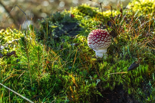 Fly agaric