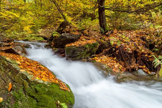 Torrent