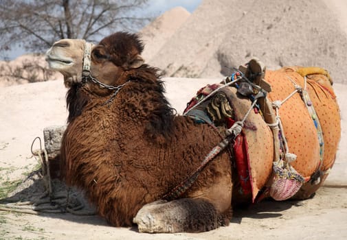 reclining camel
