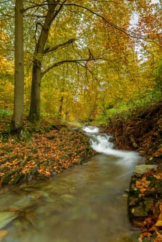 Torrent