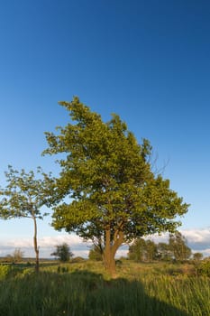 A tree in the high moor High Fens with cottongrass in Belgium