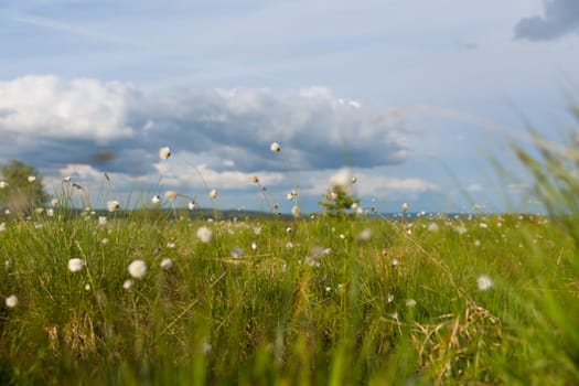 Cottongrass blossoms against a blue and white sky