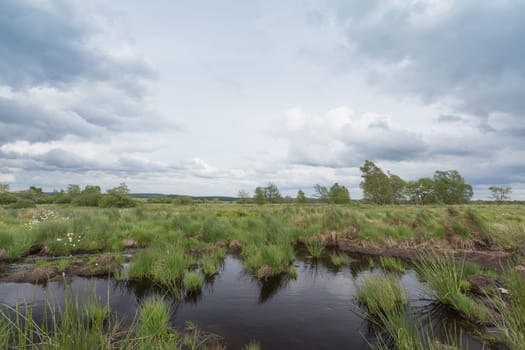 High Fens bog with ponds and cottongrass in Belgium
