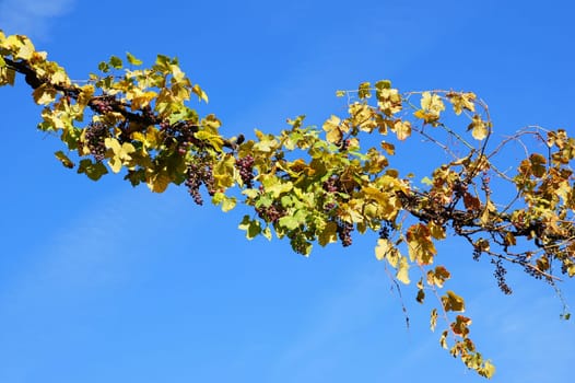 Grapes in the autumn sun