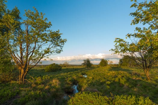 High Fens bog with ponds and cottongrass in Belgium
