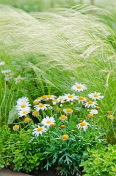 White daisies on a bed with other plants, close-up