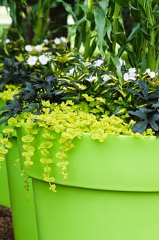 Large plant pots with flowers in the garden, close-up