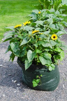 Sunflowers grow in a bag from under garbage