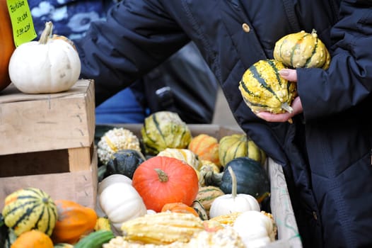 Pumpkins in bison enclosure Jump Germany for Thanksgiving.