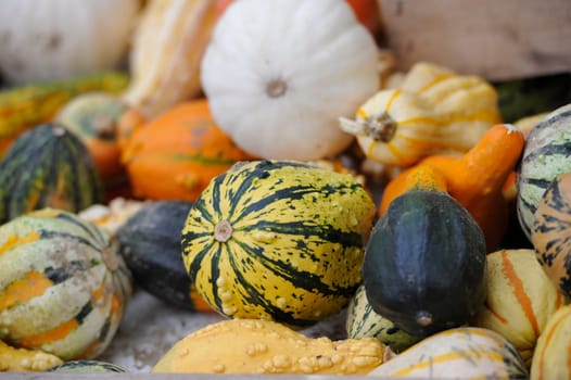 Pumpkins in bison enclosure Jump Germany for Thanksgiving.