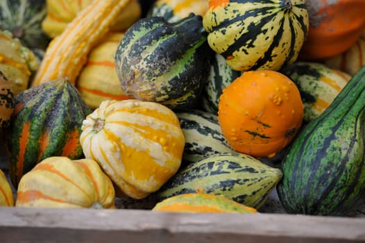 Pumpkins in bison enclosure Jump Germany for Thanksgiving.
