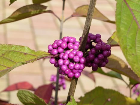 Love pearl bush - Callicarpa giraldii