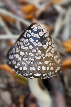 Woodpecker tintling - Coprinopsis picacea in a macro image