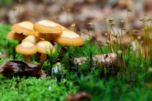 Stick sponges - Kuehneromyces between moss - macro image