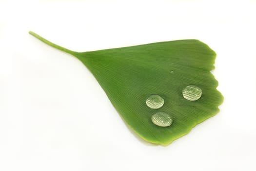 green ginkgo leaf against a white background