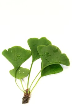 green ginkgo leaves against a white background