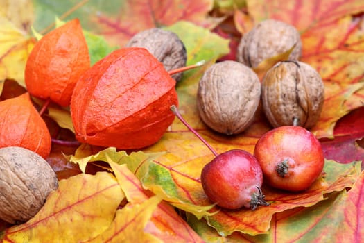 Autumn foliage with ornamental apples and nuts