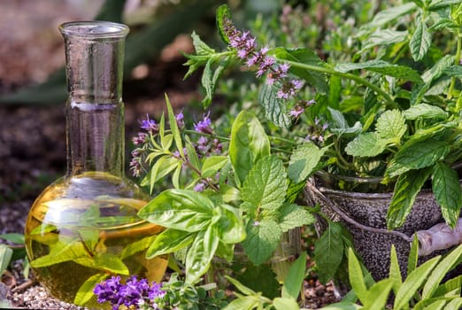 Fresh medicinal herbs for gentle medicine