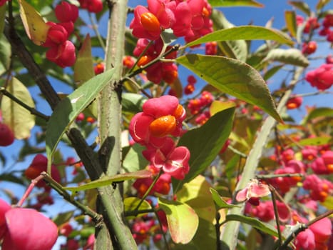 Euonymus europaeus