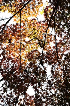 The photograph of the treetop and the canopy of the maple fan in autumn.
