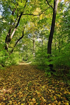 Forest in autumn,path covered with foliage