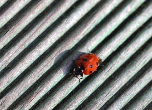 Ladybug sunbathing