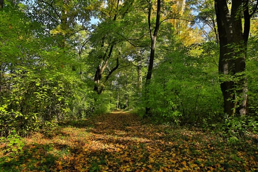 Forest in autumn,path covered with foliage