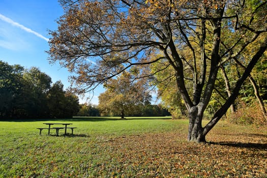 Landscape in autumn,meadow with deciduous tree and foliage