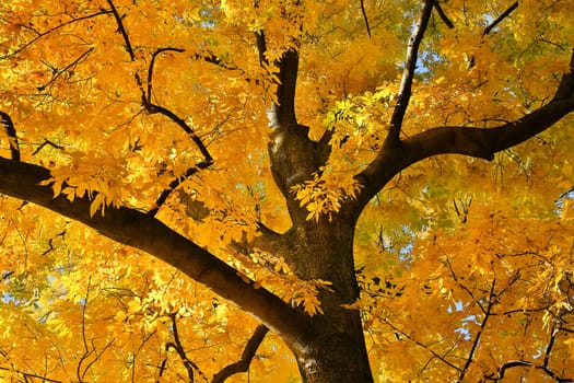 Deciduous tree in yellow colors,treetop in autumn