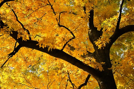 Deciduous tree in yellow colors,treetop in autumn