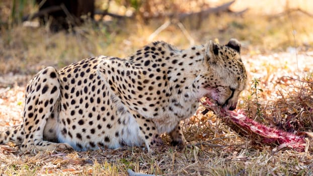 A bloody Cheetah eating the leftover of its previous kill