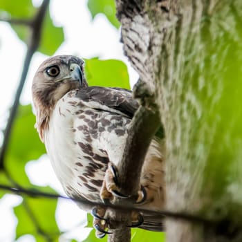 hawk hunting for a squirrel on an oak tree