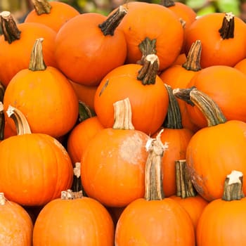 pumpkins on a pumpkin patch