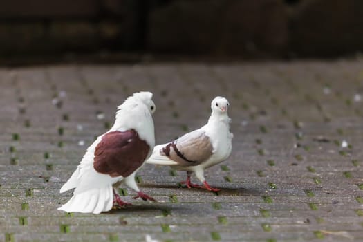 two loving  doves. Two pigeon
