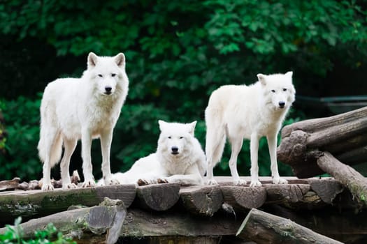Arctic Wolves
