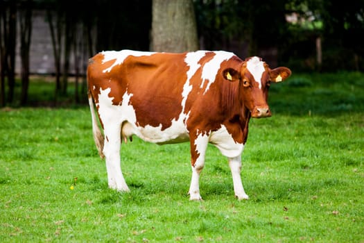 cows on meadow