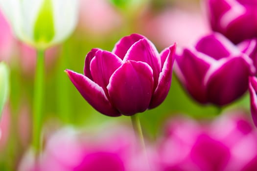 beautiful tulips field. Beautiful spring flowers. background of flowers