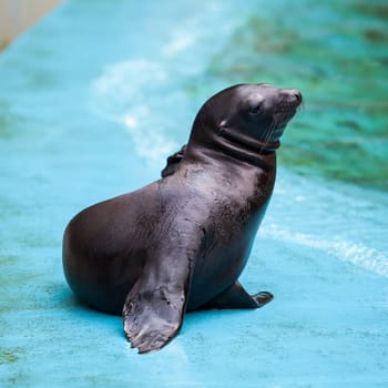 Sea Lion. Seal