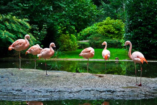 Flamingo