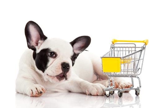 French Bulldog with shopping cart isolated on white. Funny little dog.