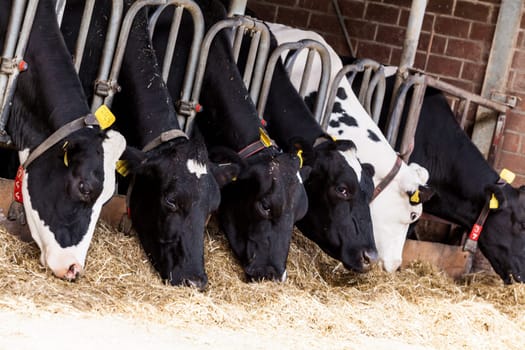 cows in a farm. Dairy cows in a farm.